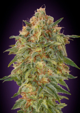 Advanced Seeds Zkittlez