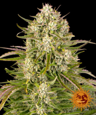 Barney's Farm Wedding Cake auto