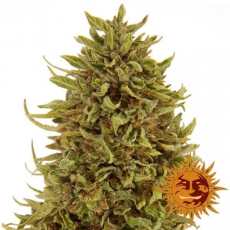 Barney's Farm Pineapple Express Auto