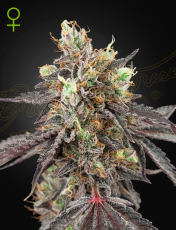 Greenhouse Seeds Gelato 41 x Gelato 41