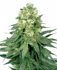 Sensi Seeds White Widow