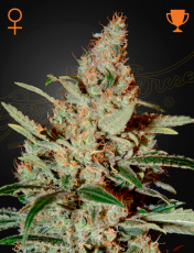 Greenhouse Seeds Chemdog
