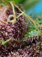 Sweet Seeds Red Mandarine F1 Fast Version