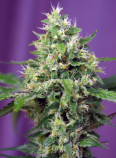 Sweet Seeds Sweet Amnesia Haze XL Auto