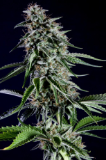 Kannabia Rainbow Sherbet #11