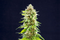 Kannabia Cookies Haze