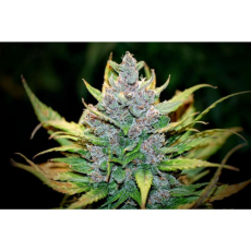 Fast Buds Fastberry auto
