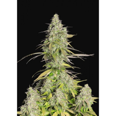 Fast Buds Girl Scout Cookies auto
