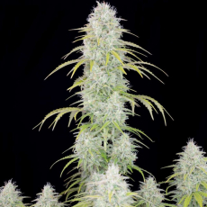 Fast Buds Orange Sherbet auto