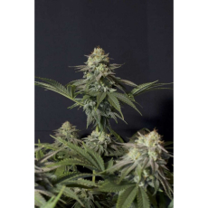 Fast Buds Orange Sherbet FF