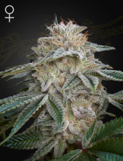 Greenhouse Seeds Super Lemon Haze x GMO