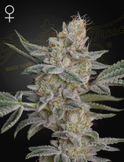 Greenhouse Seeds Super Lemon Haze x RS11