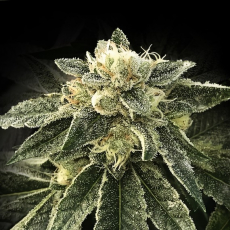 DNA Genetics White Chocolope