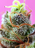 Sweet Seeds Sweet Mimosa XL auto