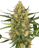 Sensi Seeds Blueberry Bubblegum Auto