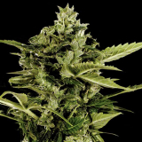 Greenhouse Seeds Auto-Bomb