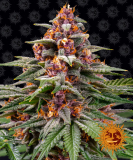 Barney's Farm Runtz auto