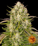 Barney's Farm Wedding Cake auto