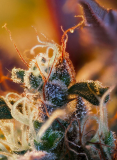 Sweet Seeds Cream Mandarine XL Auto