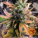 Barney's Farm Laughing Buddha
