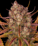 Barney's Farm Dos Si Dos Auto