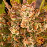 Barney's Farm Dos Si Dos Auto