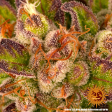 Barney's Farm Dos Si Dos Auto
