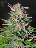 Greenhouse Seeds Super Lemon Haze Auto
