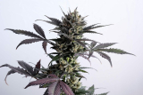Kannabia Lemon Haze auto