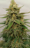 Kannabia Lemon Haze auto