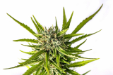 Kannabia Strawberry Haze auto