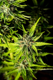 Kannabia Strawberry Haze auto