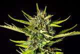 Kannabia Strawberry Haze auto