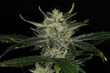 Kannabia Gorilla King auto