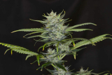 Kannabia Gorilla King auto