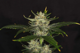 Kannabia Gorilla King auto