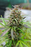 Kannabia Baby Boom auto