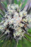 Kannabia Baby Boom auto