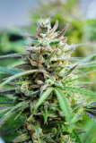 Kannabia Baby Boom auto