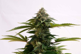 Kannabia Amnesia Dream XL auto
