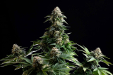 Kannabia Amnesia Dream XL auto