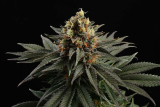 Kannabia Sativa Dream