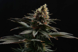 Kannabia Sativa Dream