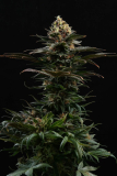 Kannabia Sativa Dream