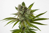Kannabia Rainbow Sherbet #11