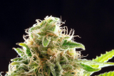 Kannabia Cookies Haze