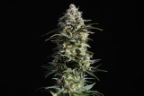 Kannabia Pure Skunk Go Fast