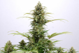 Kannabia Pure Skunk Go Fast