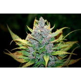 Fast Buds Fastberry auto