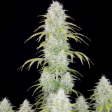 Fast Buds Orange Sherbet auto